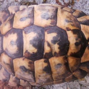 National monitoring of amphibians and reptiles