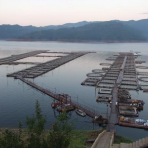 Determining the ecological capacity of the complex and substantial dams from App. 1 of the Law of Waters for implementation of freshwater fish farming